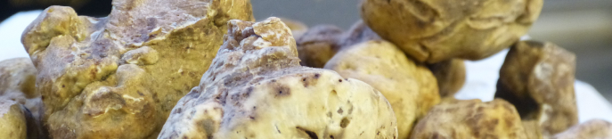 Volaille fermière aux truffes